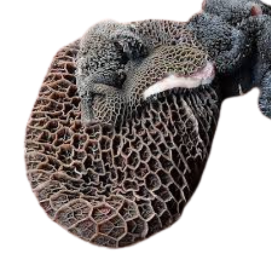 Tripe - Fresh premium beef cut available for collection in Zimbabwe